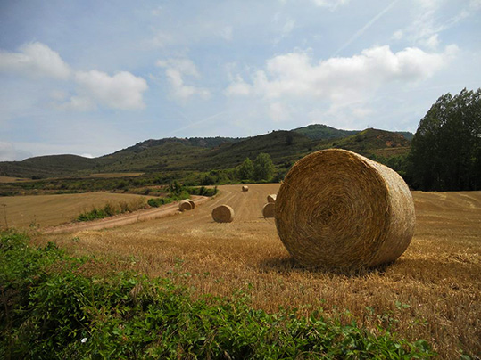 San Vicente del Valle, campos de hierba